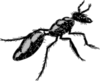 Fuzzy Ant Clip Art